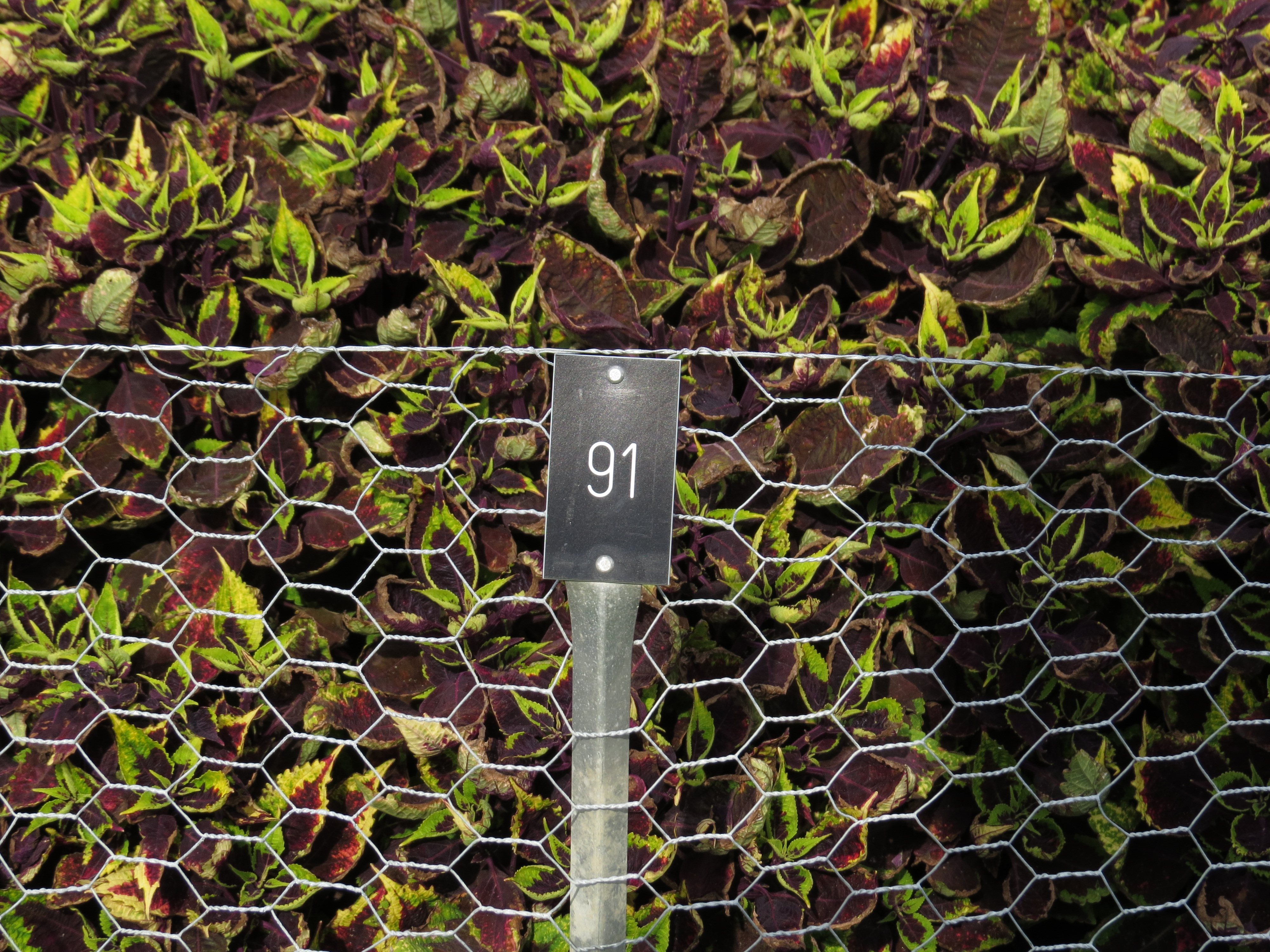 solenostemoncoleus91IMG9838