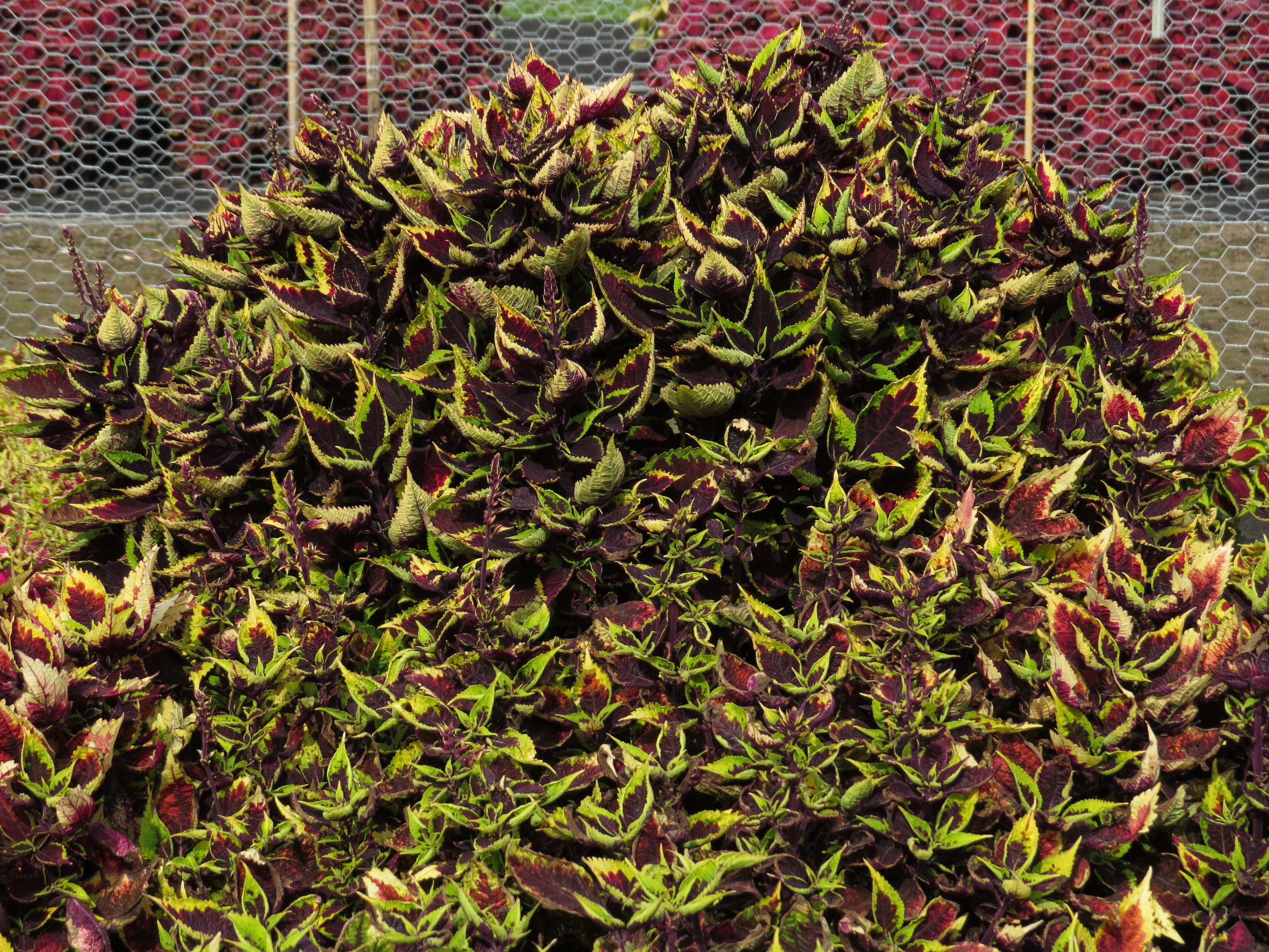 solenostemoncoleus91IMG9839