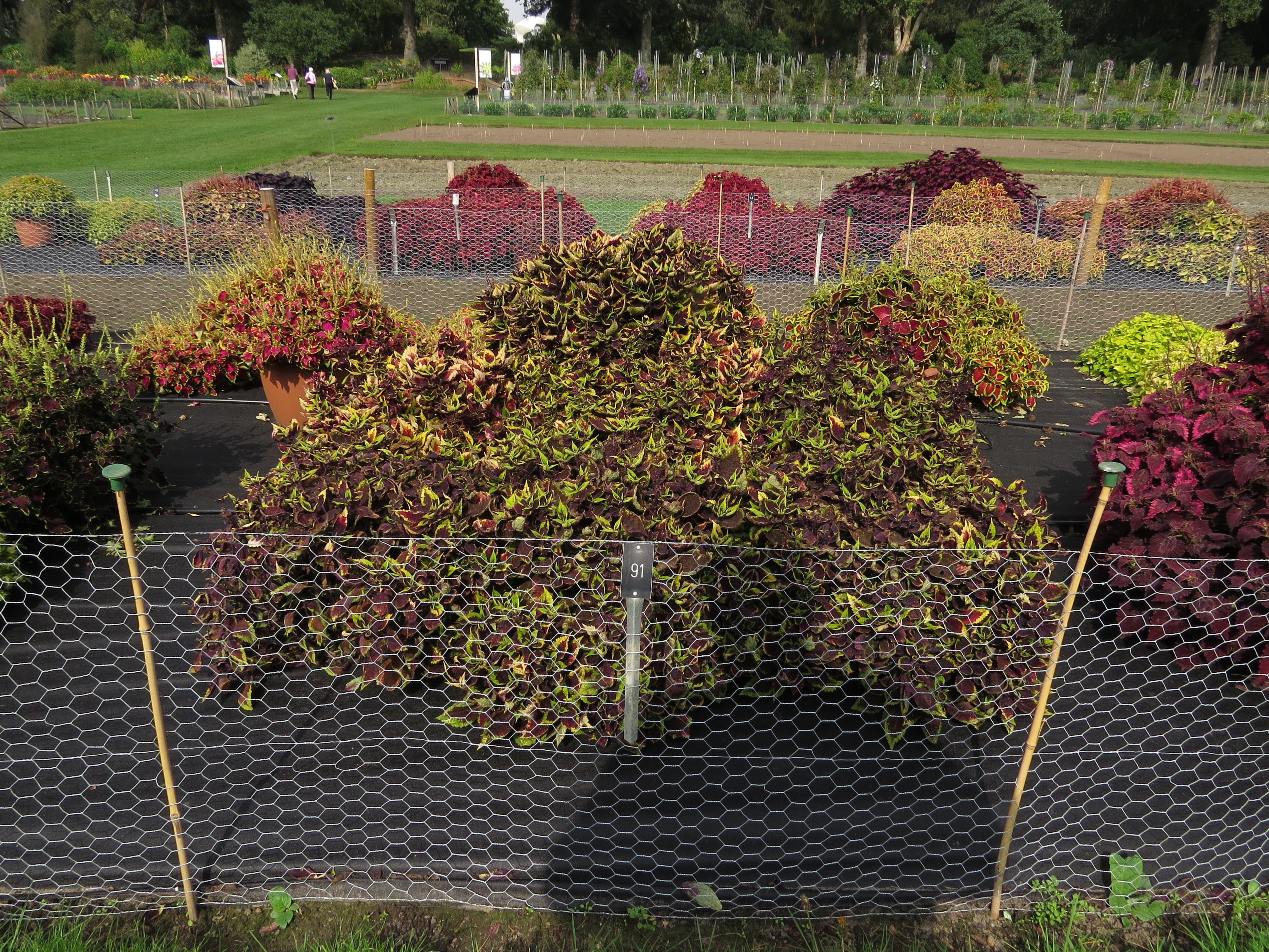 solenostemoncoleus91IMG9840