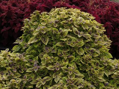 Coleus4IMG9569beddingtrialsolenostemongarnonswilliams