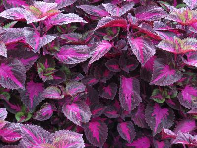 Coleus5IMG9572beddingtrialsolenostemongarnonswilliams