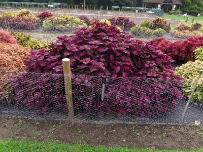 Coleus5IMG9573beddingtrialsolenostemongarnonswilliams