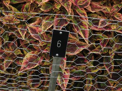 Coleus6IMG9574beddingtrialsolenostemongarnonswilliams