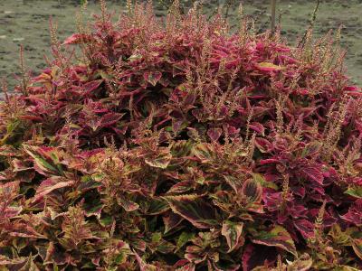 Coleus6IMG9575beddingtrialsolenostemongarnonswilliams