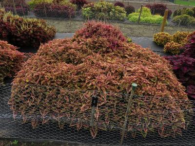 Coleus6IMG9576beddingtrialsolenostemongarnonswilliams