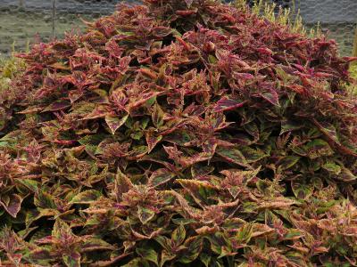 Coleus8IMG9582beddingtrialsolenostemongarnonswilliams