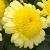 argyranthemumflotcmadeiracrestedyellow1a1a