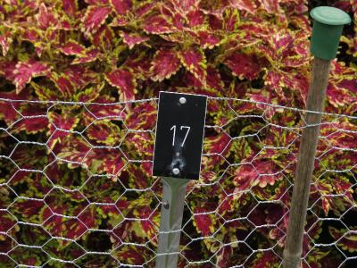 dColeus17IMG9608beddingtrialsolenostemongarnonswilliams