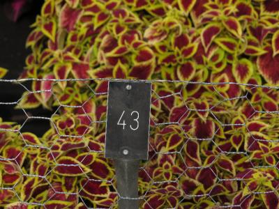 dColeus43IMG9691beddingtrialsolenostemongarnonswilliams