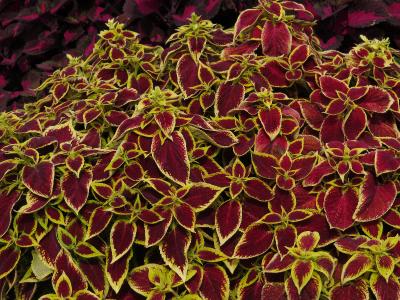 dColeus43IMG9692beddingtrialsolenostemongarnonswilliams
