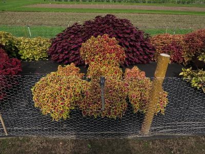 dColeus43IMG9693beddingtrialsolenostemongarnonswilliams