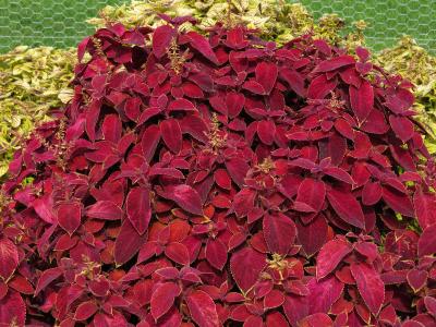 dColeus44IMG9696beddingtrialsolenostemongarnonswilliams