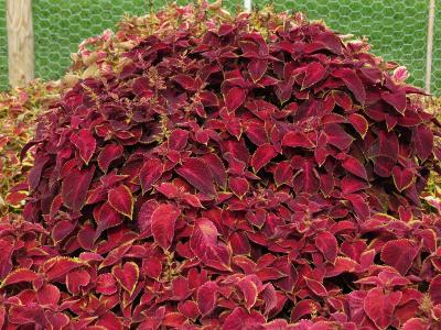 dColeus45IMG9698beddingtrialsolenostemongarnonswilliams