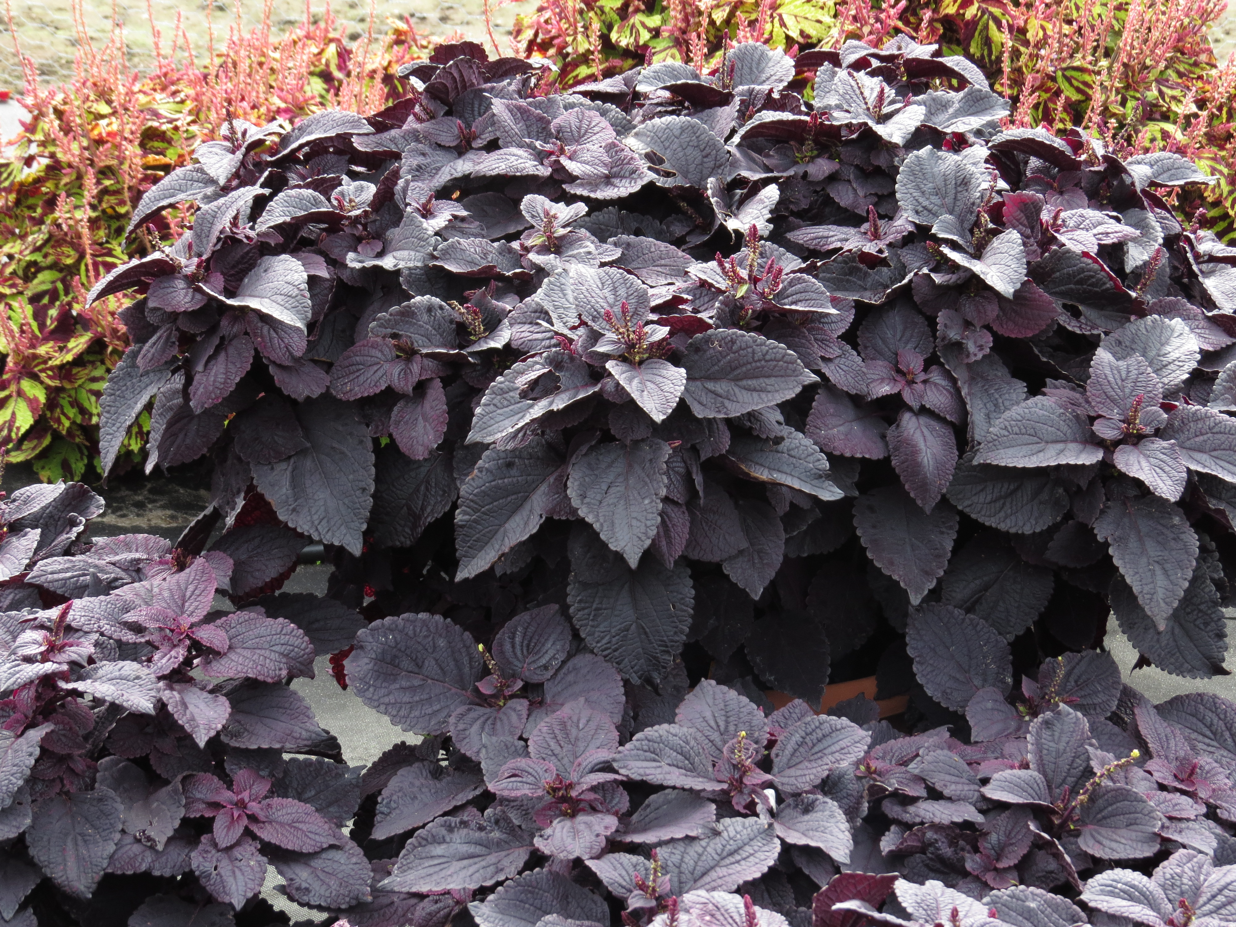solenostemon2IMG9562