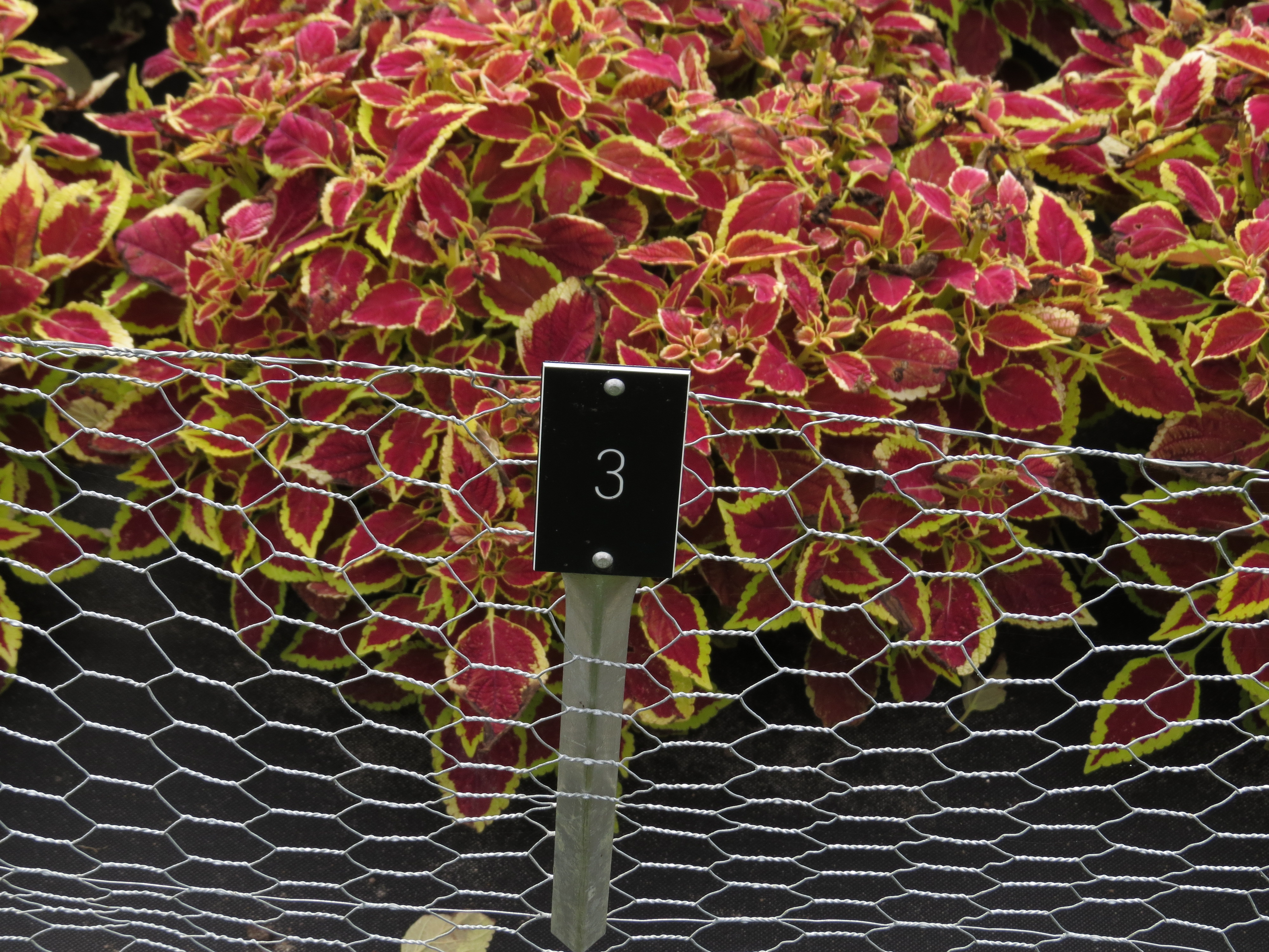 solenostemon3IMG9564