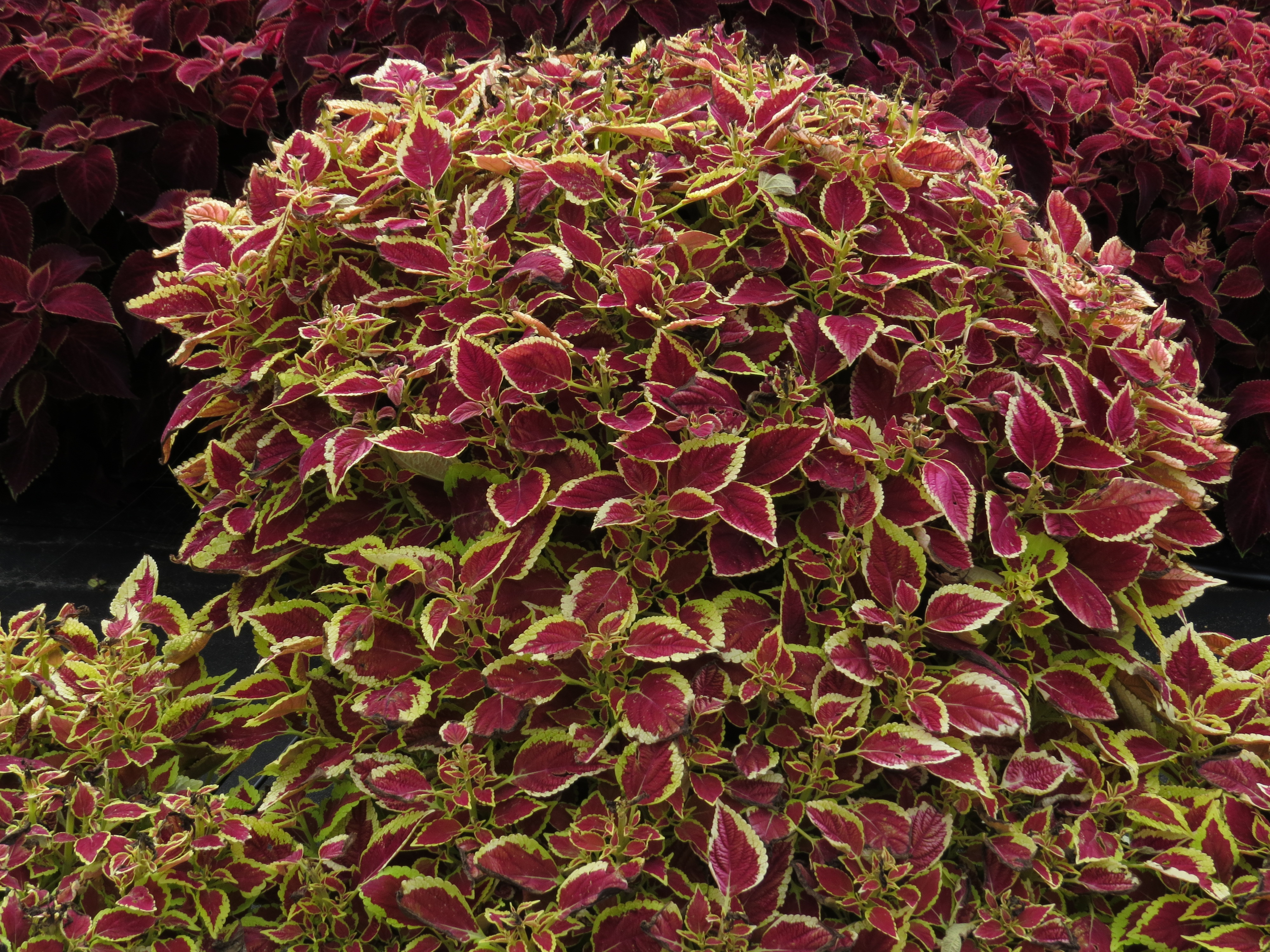 solenostemon3IMG9566