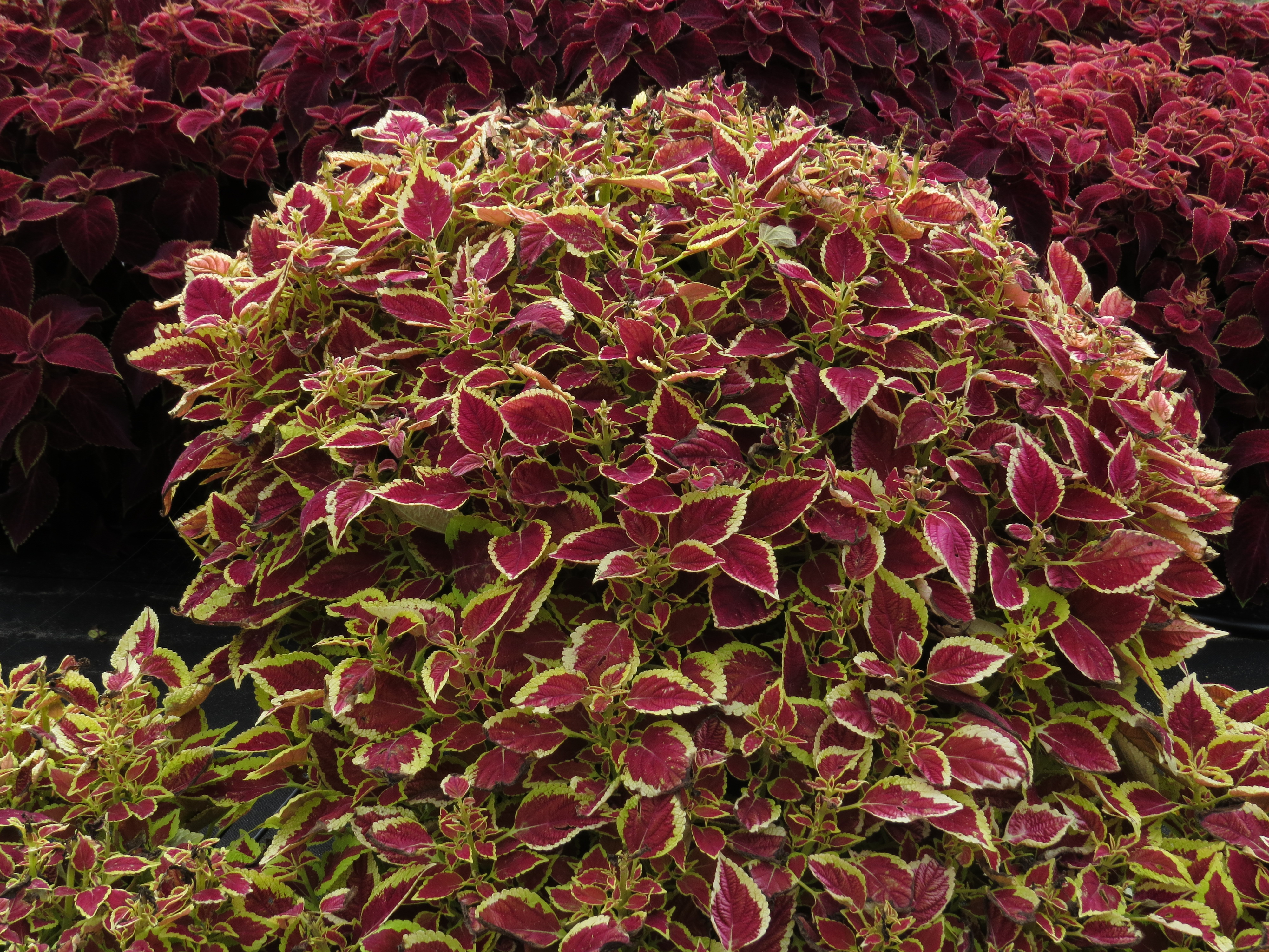 solenostemon3IMG9567