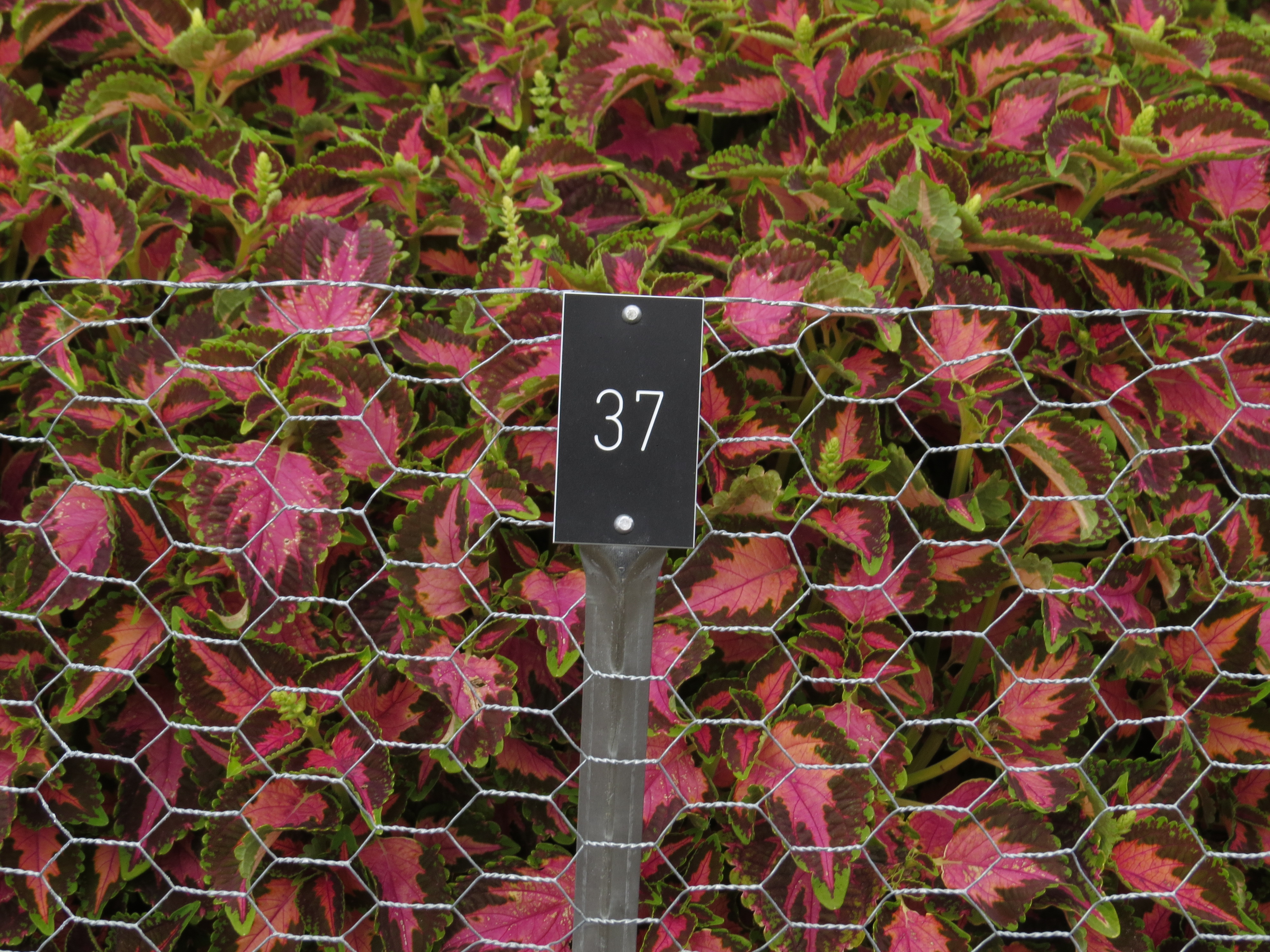 solenostemoncoleus37IMG9673