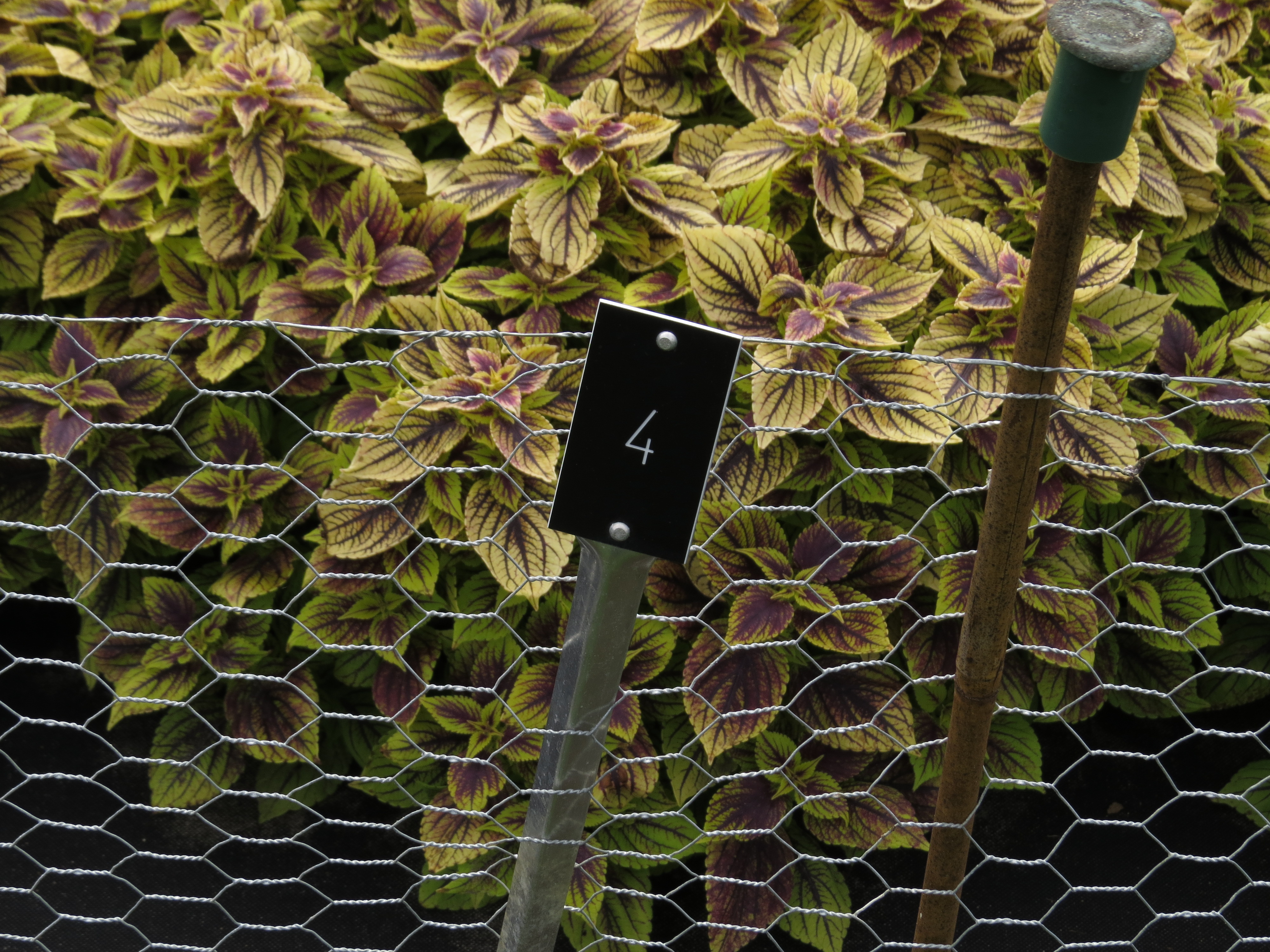 solenostemoncoleus4IMG9568