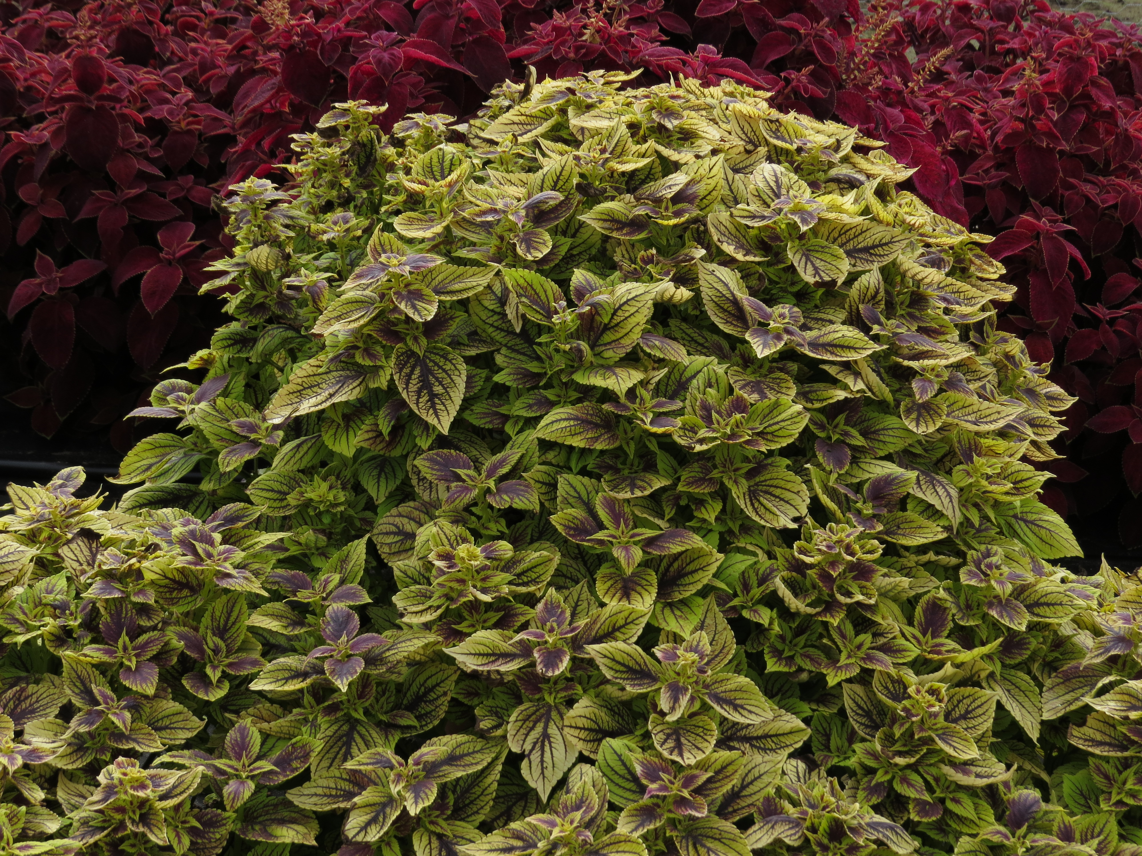 solenostemoncoleus4IMG9569