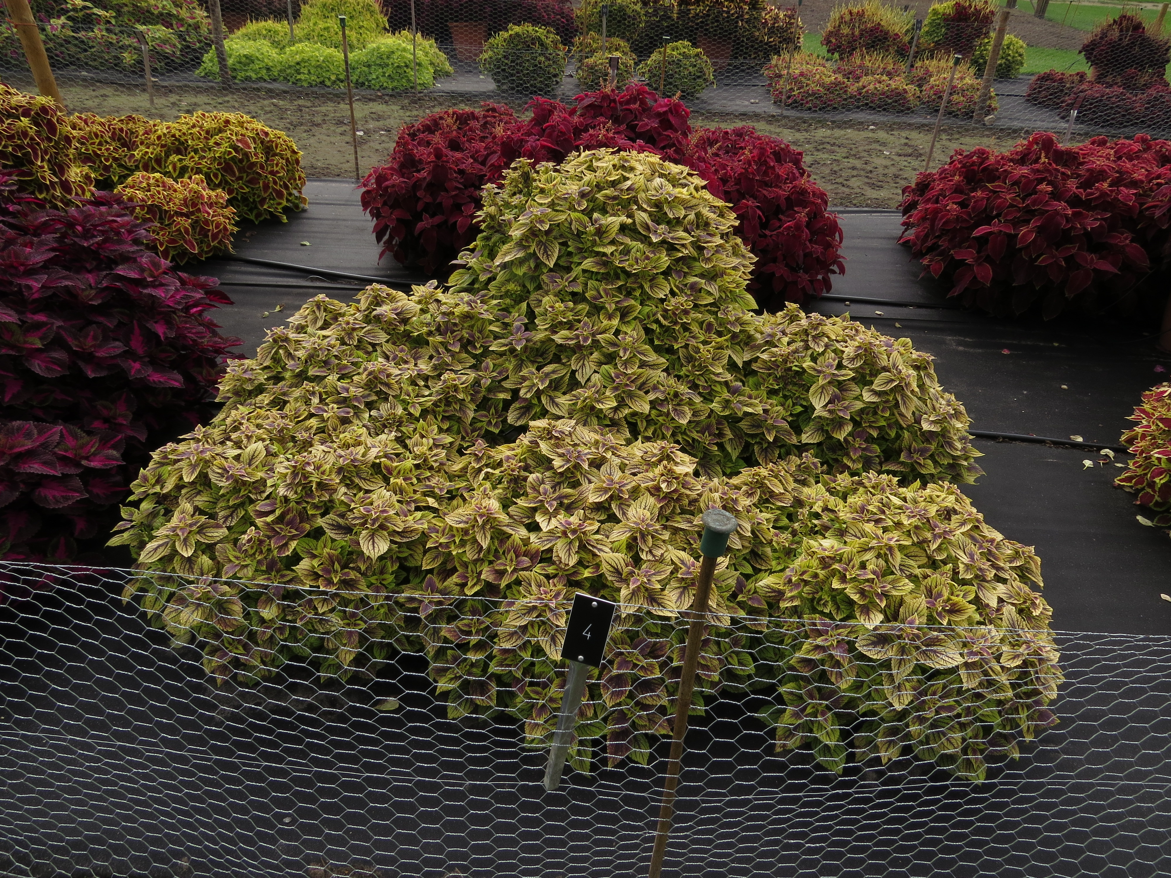 solenostemoncoleus4IMG9570