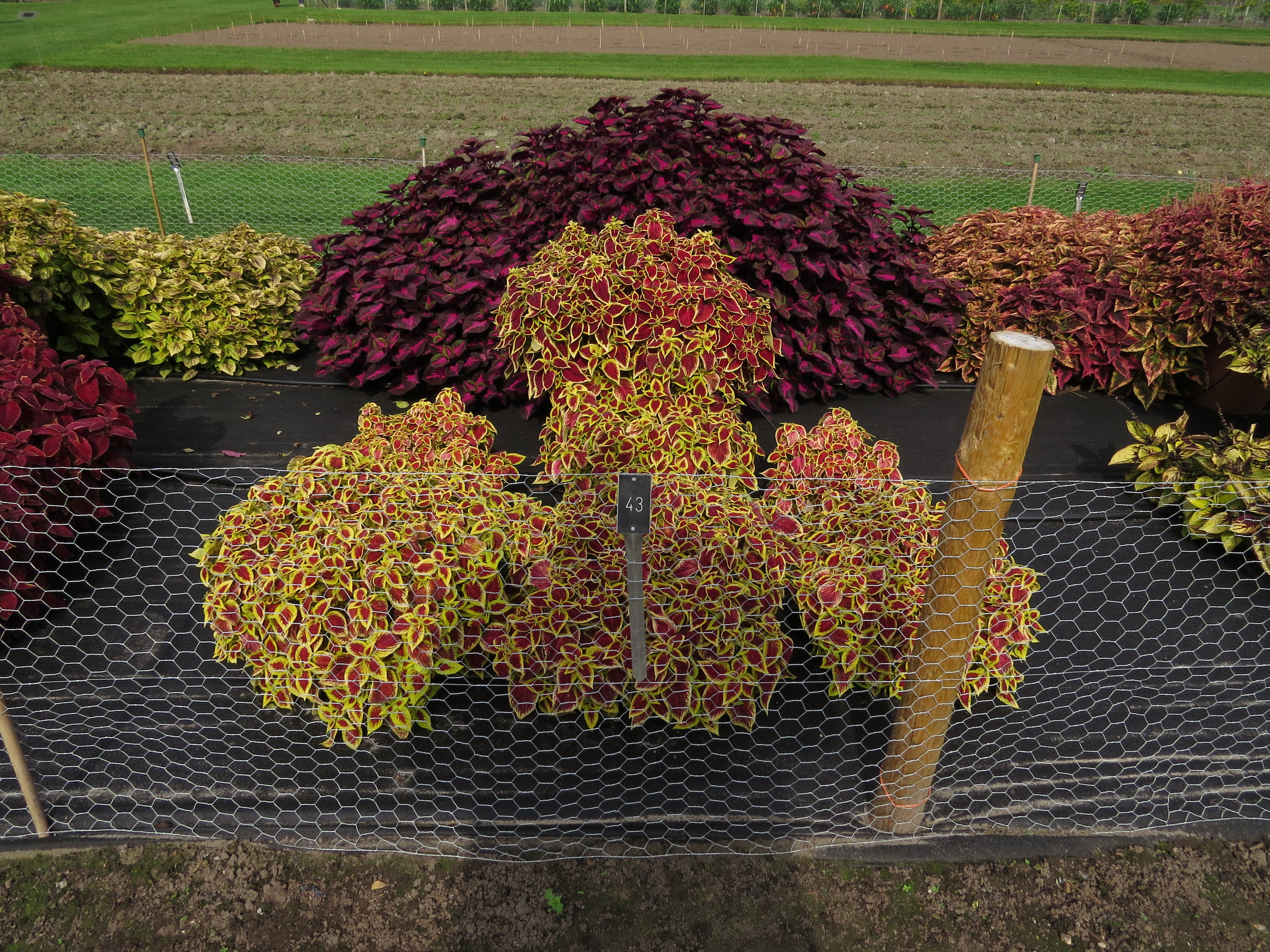 solenostemoncoleus43IMG9693
