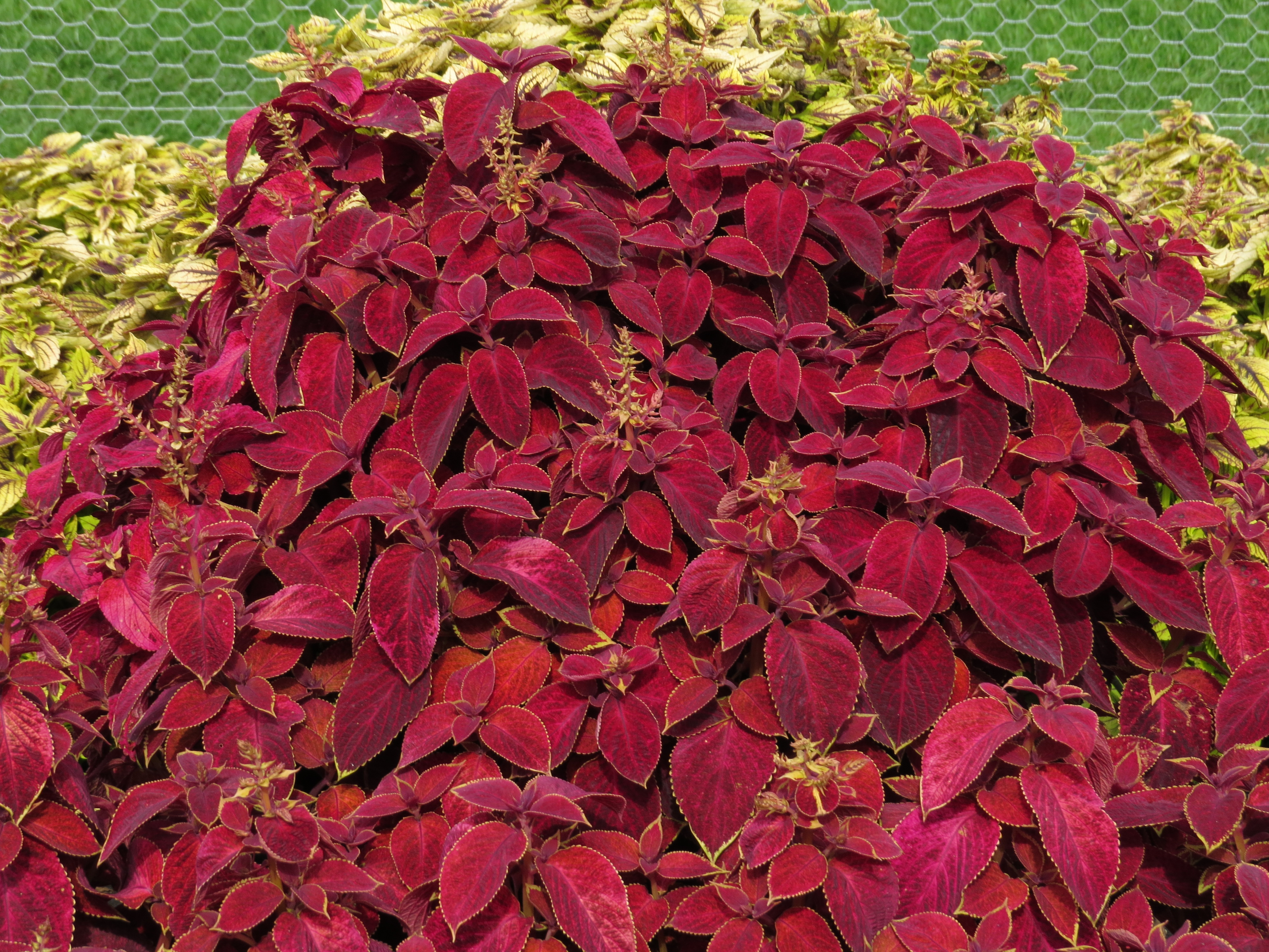 solenostemoncoleus44IMG9696