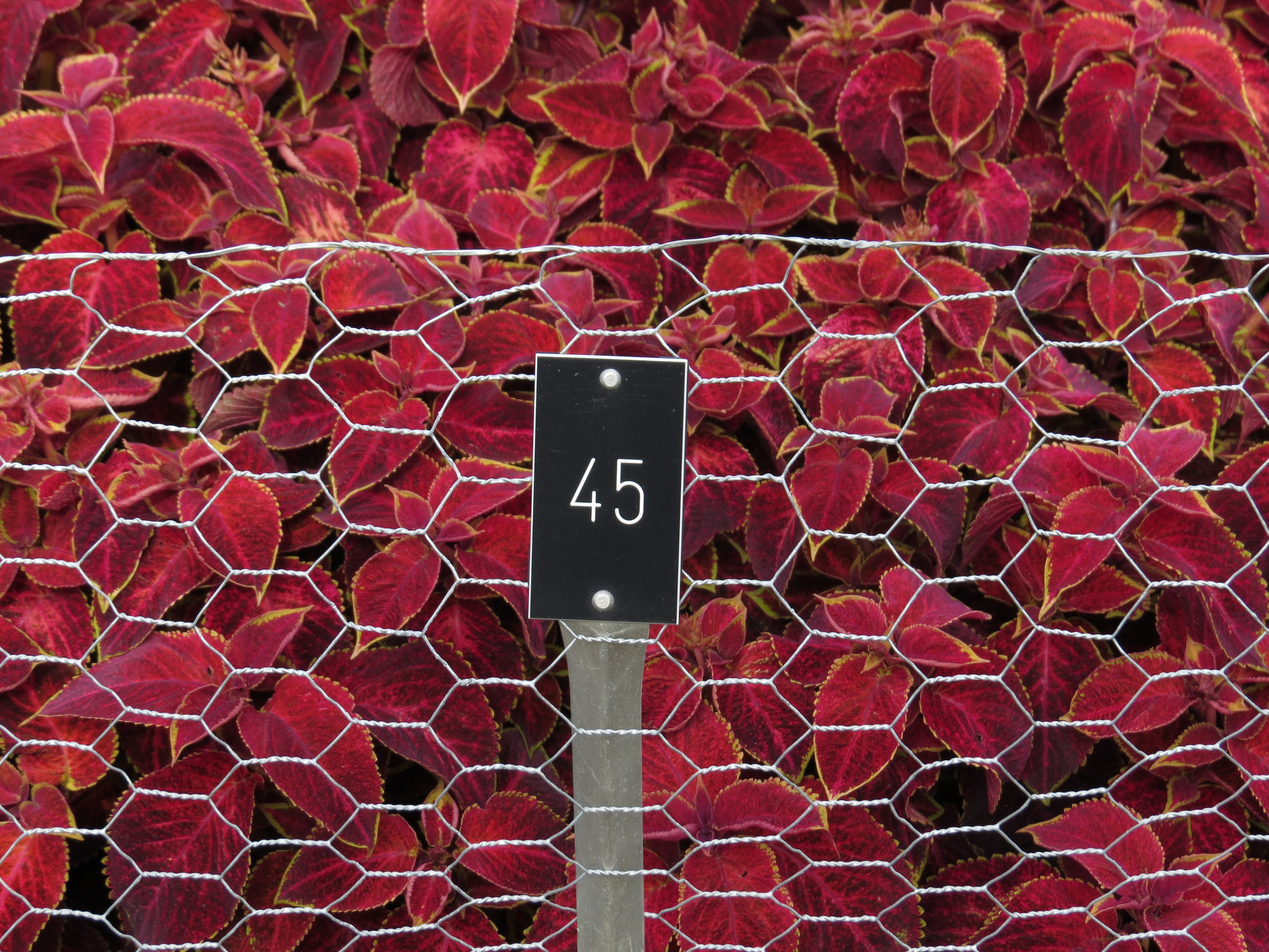 solenostemoncoleus45IMG9697