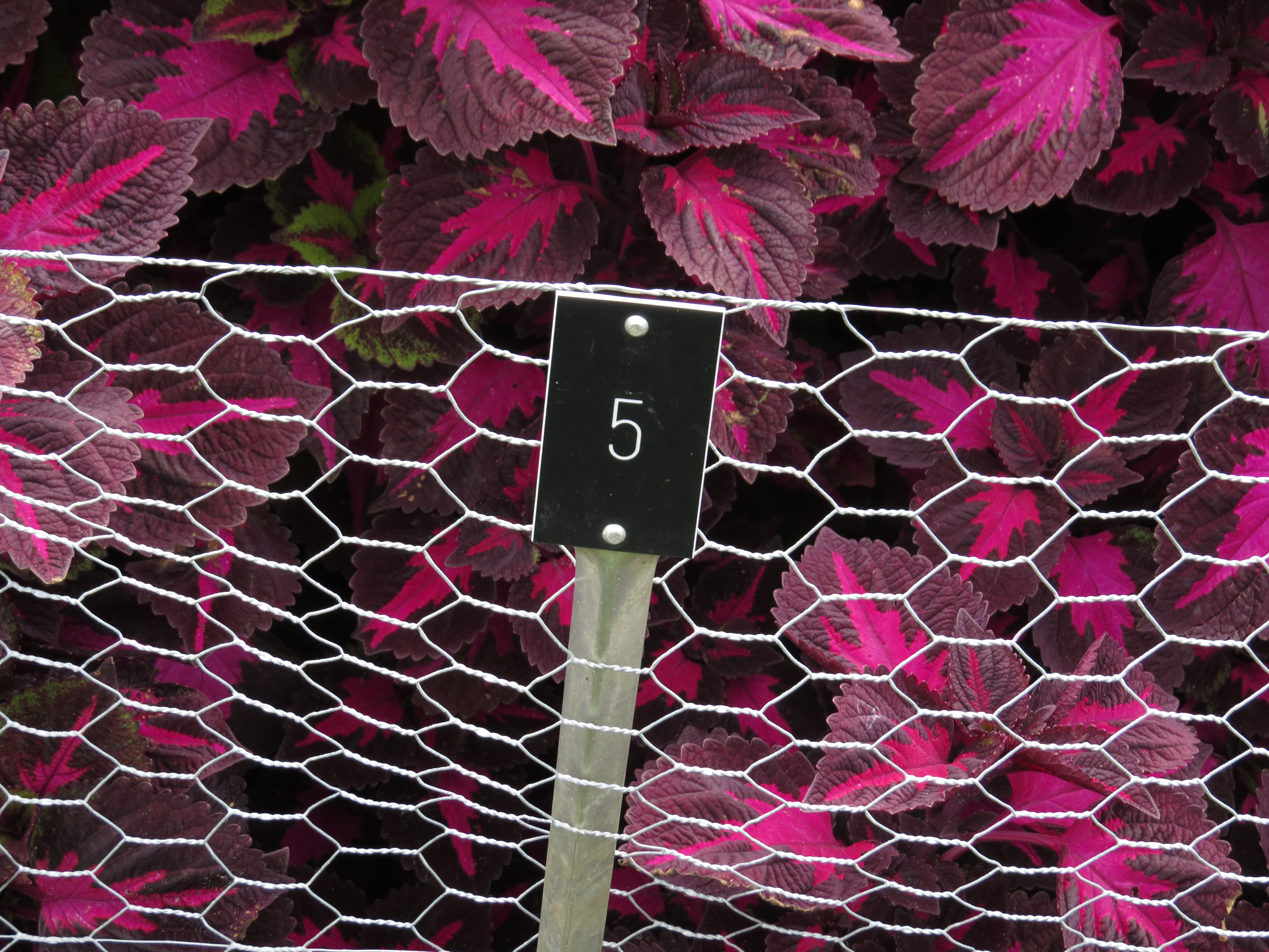 solenostemoncoleus5IMG9571