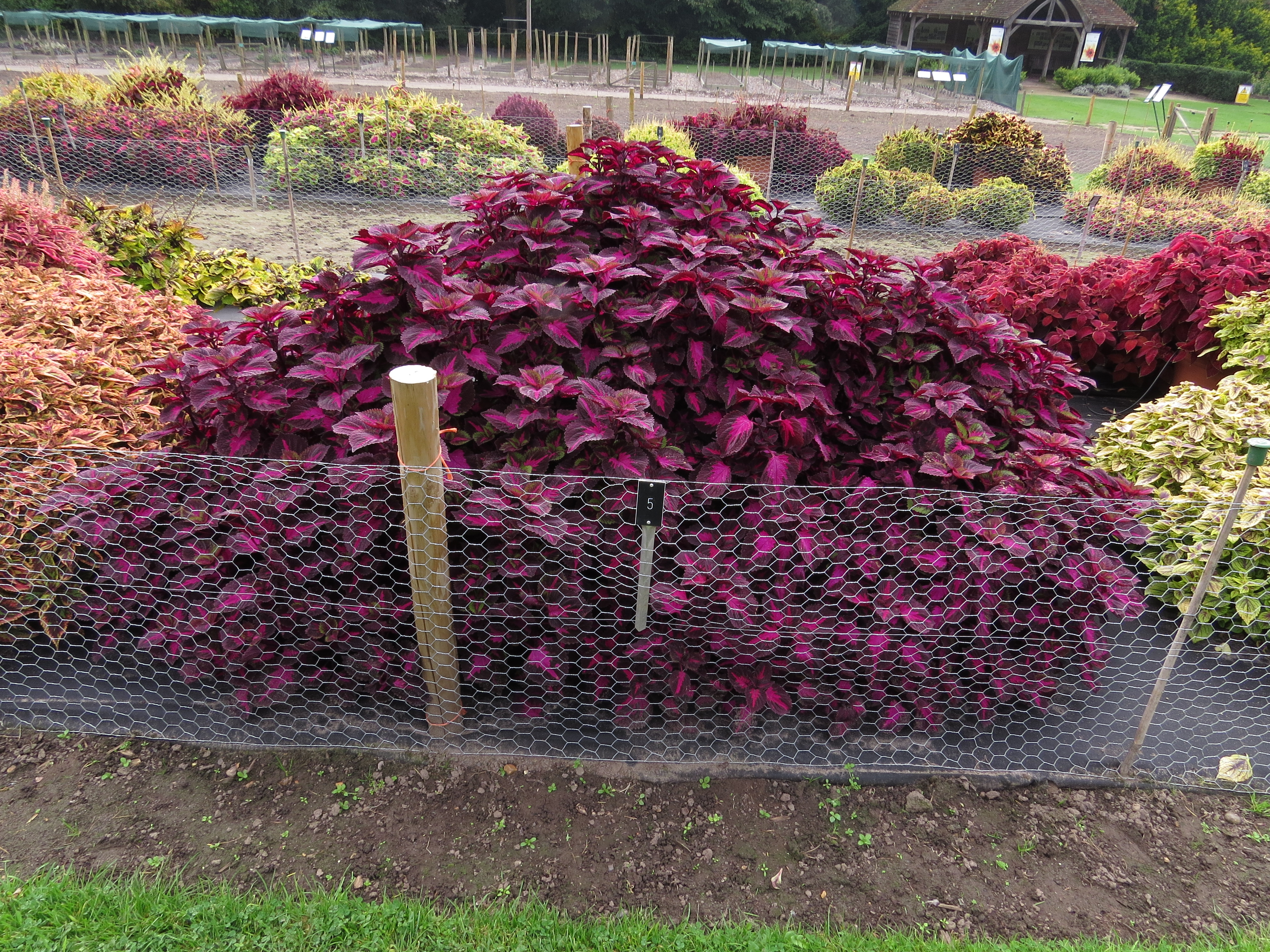 solenostemoncoleus5IMG9573