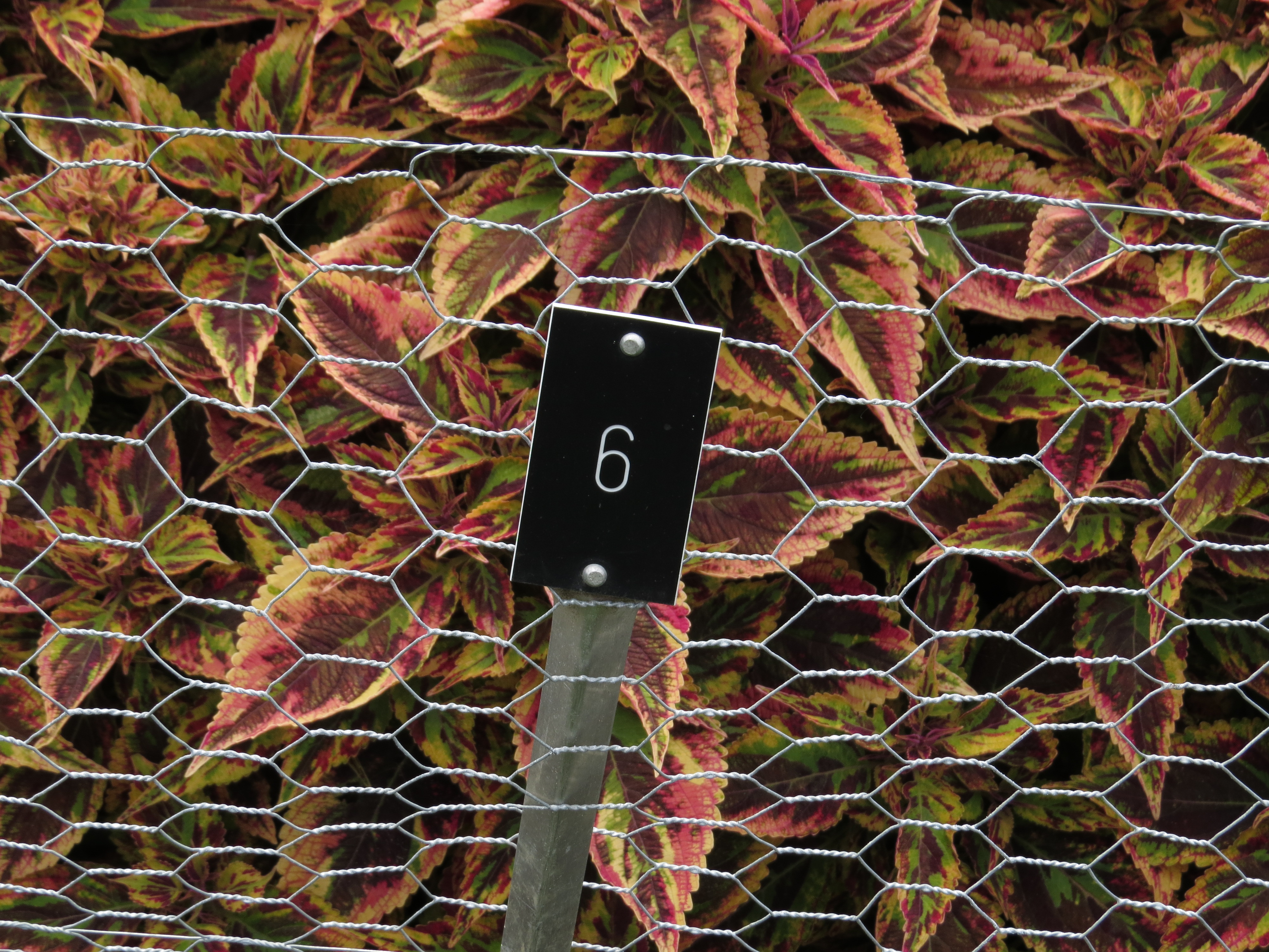 solenostemoncoleus6IMG9574