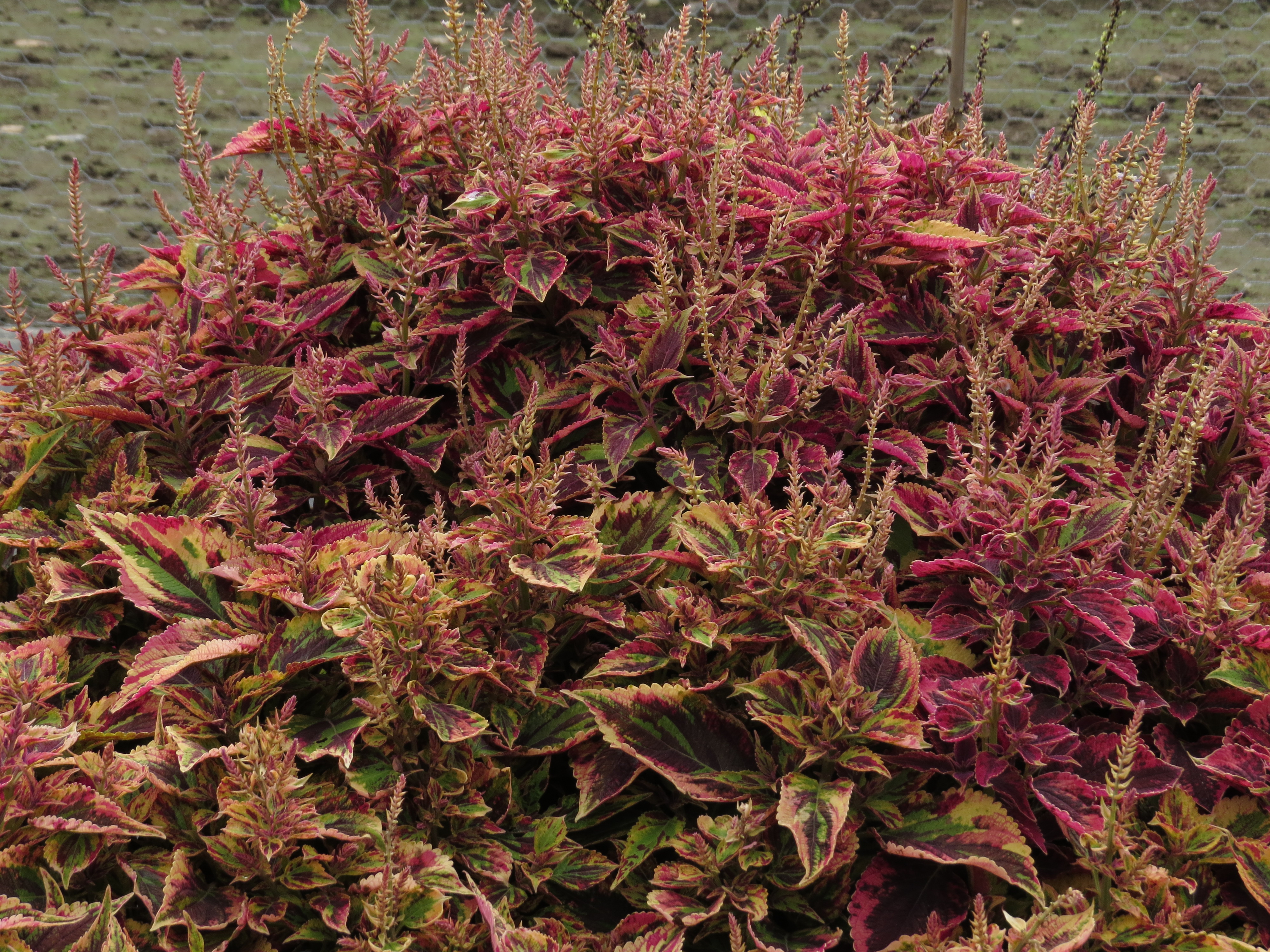 solenostemoncoleus6IMG9575