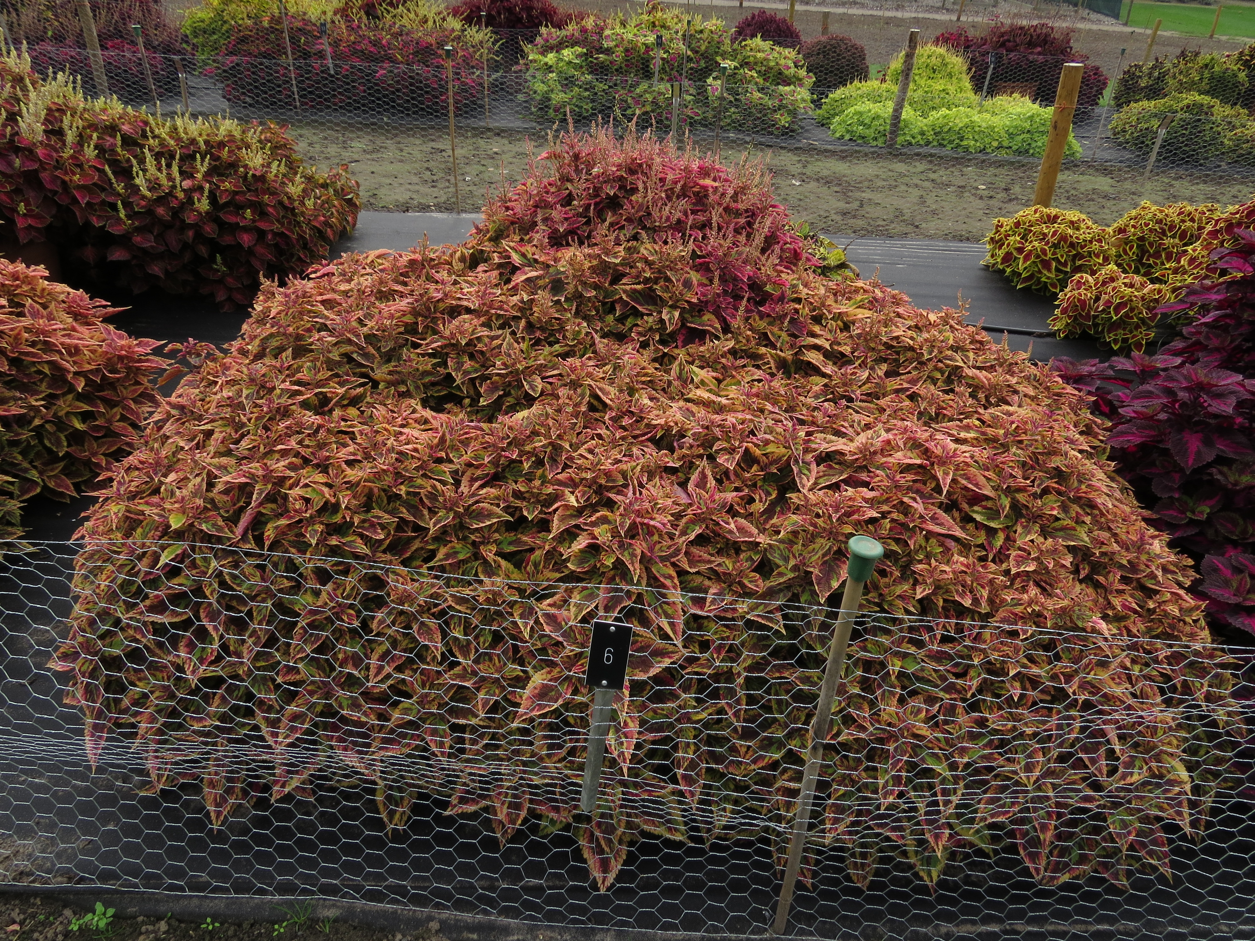 solenostemoncoleus6IMG9576