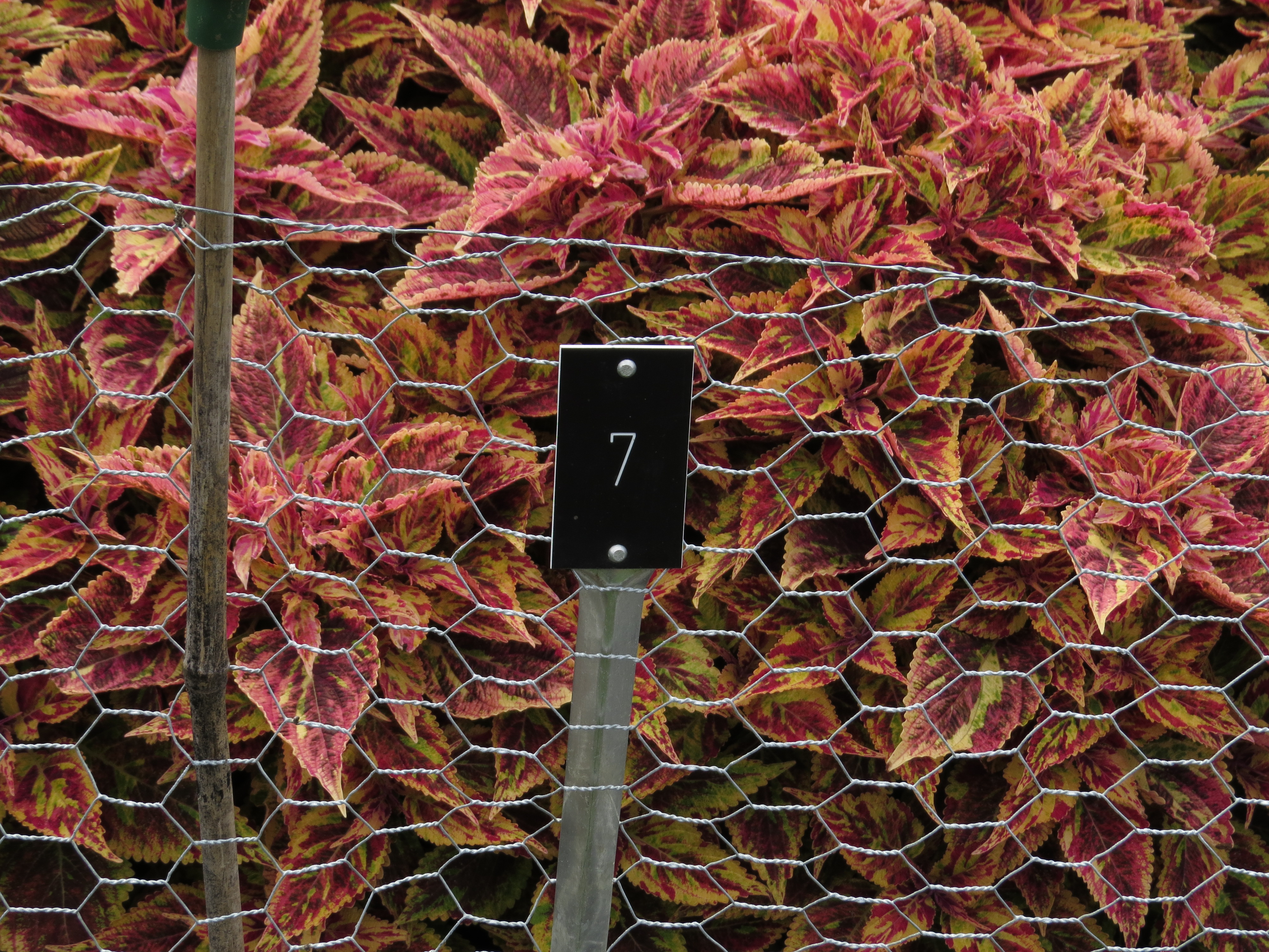 solenostemoncoleus7IMG9577