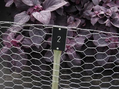solenostemon2IMG9561a