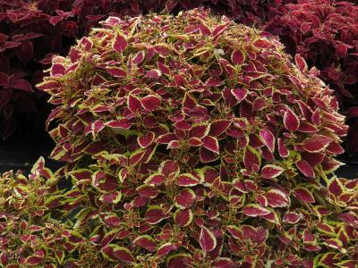 solenostemon3IMG9566a