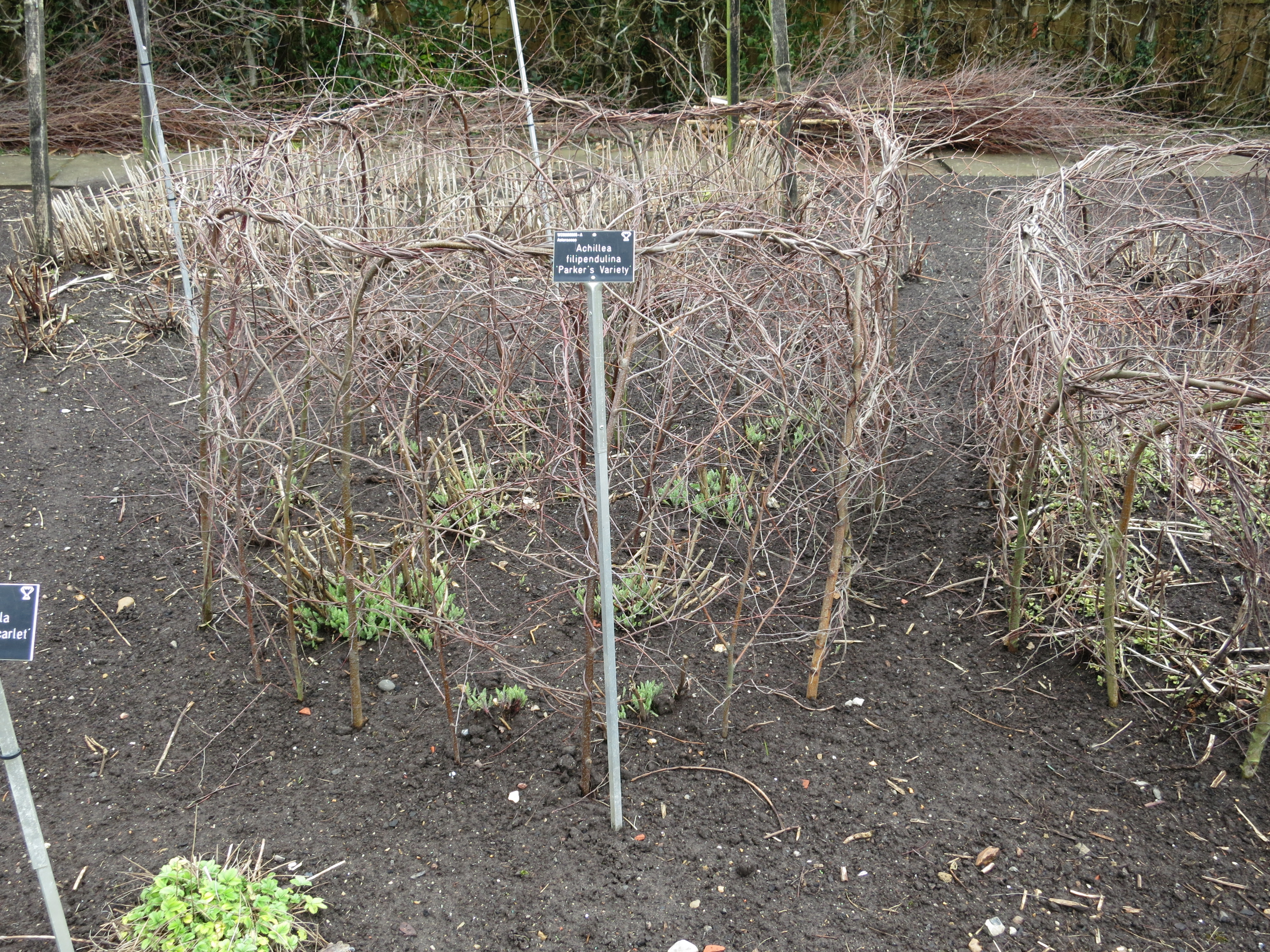 achilleafilipendulaparkersvarietyIMG1907