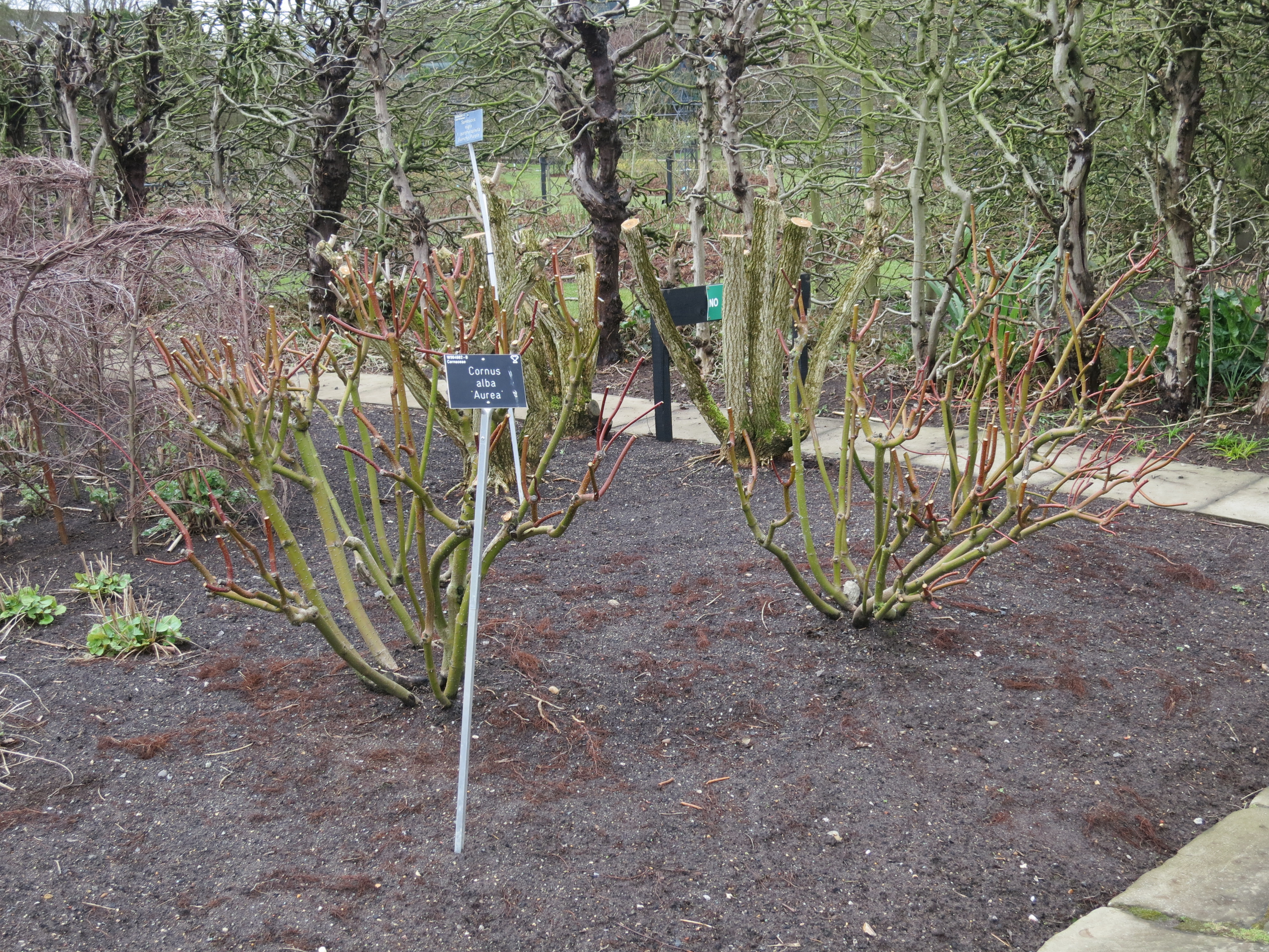 cornusalbaaureaIMG1948