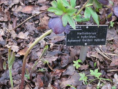 eIMG1855helleborusxhybridusashwoodgardenhybridsplantgarnonswilliams