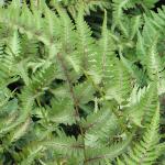 athyriumpfolniponicumpictum1