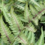 athyriumpfroniponicumpictum1