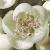 ccrataegusflo1monogyna1a1