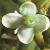 cilexfloaquifolium1a1