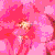 camelliajaponicaflott
