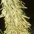 carexfruittpendula1a1