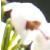 ericacflo99arboreaestrellagoldkavanagh1a