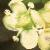 euonymusflotjaponicus1a1