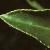 euonymusfoltjaponicus1a1