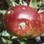 malusmertonworcesterfrutfoord