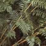 osmundapfolregalis1